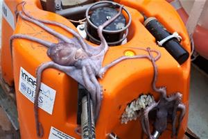 ocean-bottom seismometer with octopus