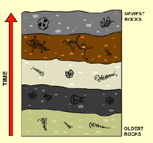 diagram of undisturbed strata youngest rock diagram of undisturbed strata youngest rock